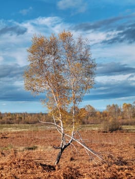 Isolated birch tree in a fern field under blue sky and clouds