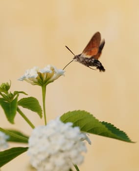 Hummingbird moth taking up nectar in a white flower