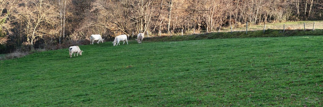 Panoramic image of a group of cows in a green pasture