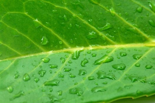 green leaf with water drops after summer rain isolated