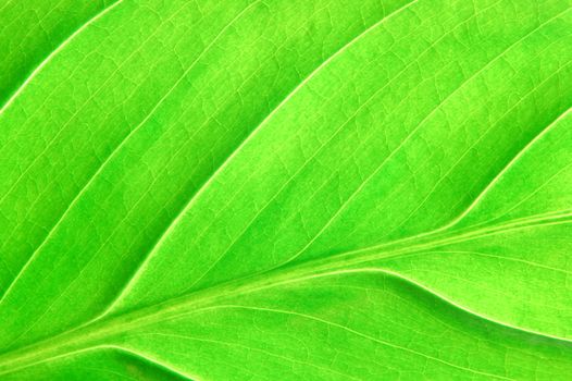 texture or structure of a green leaf