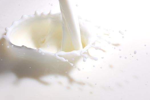 milk splashes with many drops into fresh milk