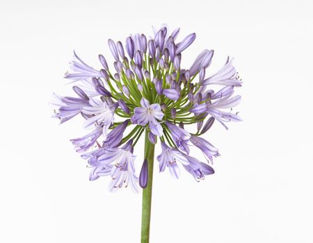 Agapanthus showing buds and flowers.  Colours range from shades of blue to purple or white. Agapanthus  is also known as African Lily
