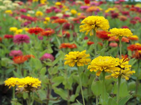 Field of Zinnia violacea, Family Asteraceae also known as Zinnia elegans