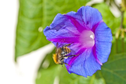 bumble bee on morning glory