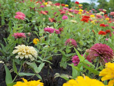 Field of Zinnia violacea, Family Asteraceae also known as Zinnia elegans
