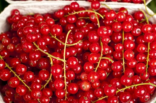 red currant