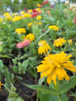 Field of Zinnia violacea, Family Asteraceae also known as Zinnia elegans