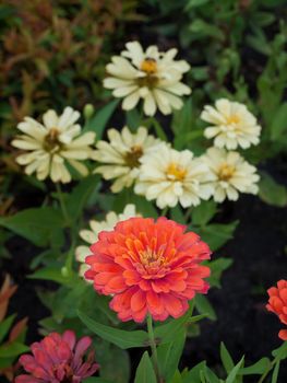 Field of Zinnia violacea, Family Asteraceae also known as Zinnia elegans