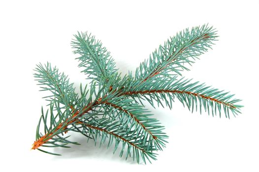 Fir branch isolated on a white background