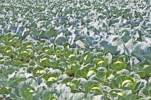 cultivation of blue kale