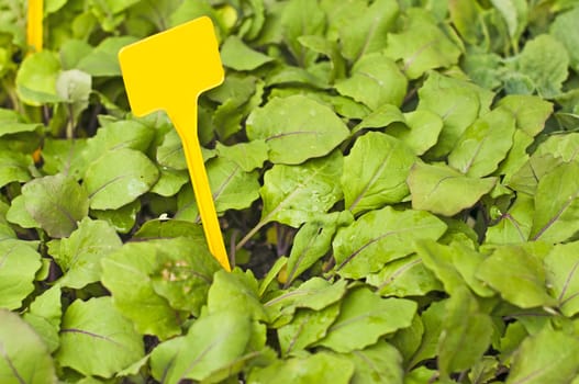 seedling of stem cabbage