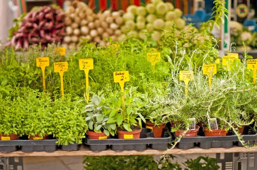 different kitchen herbs