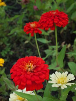 Field of Zinnia violacea, Family Asteraceae also known as Zinnia elegans