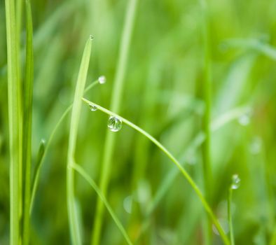 Water droplets on a grass, shallow dof