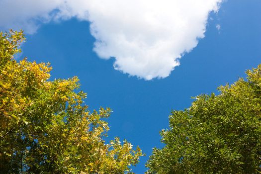 Heart-shaped sky with leaves and cloud