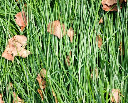 Laid grass with fallen leaves in the autumn