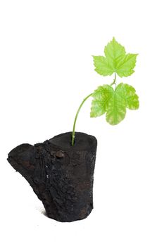 Fresh delicate leaves germinated on burnt tree