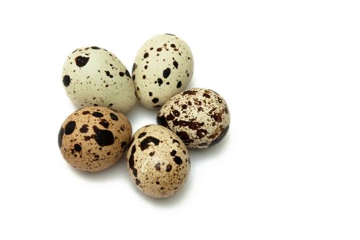 Very young quails isolated on white