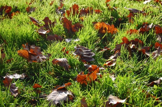 grass texture with leaves in autumn for background