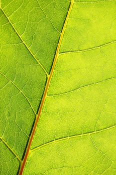 structure and texture of green leaf can be used as background