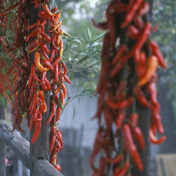 peppers, Hollókö, Hungary