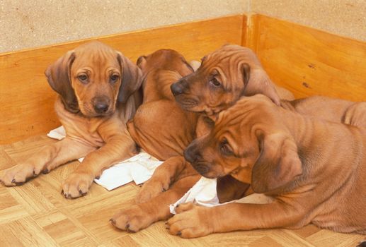 puppies (ridgeback)