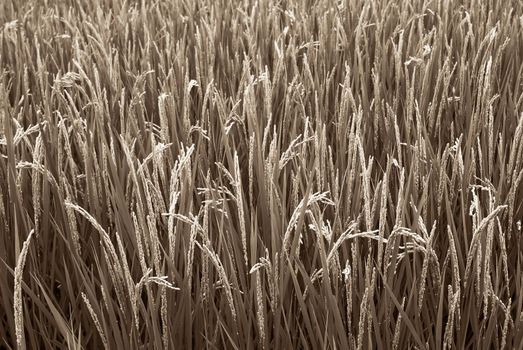 Beautiful farm of rice which are grown to harvested.