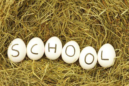 school or edication concept with eggs on grass hey or straw