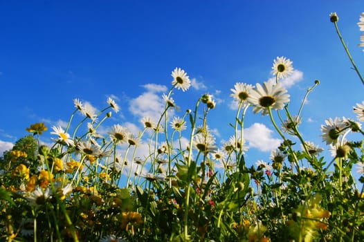 daisy flowers in summer from below with blue sky