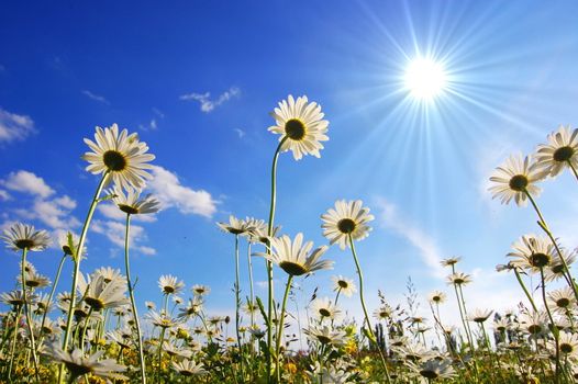 daisy flower in summer with blue sky