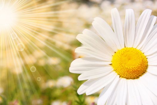 flower and sun in summer on a field