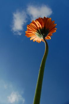 gerbera daisy from below under blue sky in summer