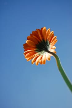 gerbera daisy from below under blue sky in summer