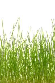 green summer grass isolated on white background
