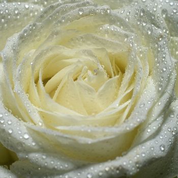 white rose