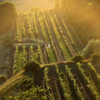 vineyard Jecmeniste, Eko Hnizdo, Czech Republic