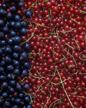 currant