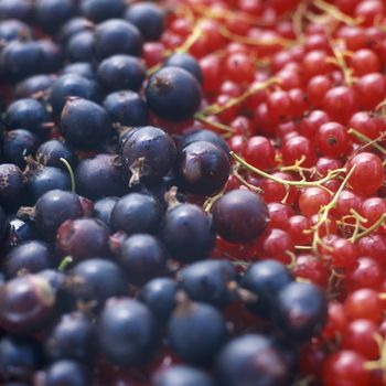 currant