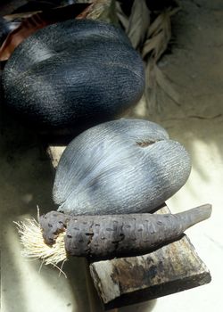 coco-de-mer, Vall�e de Mai, Praslin, Seychelles