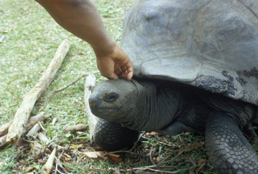 turtle, Curieuse, Seychelles