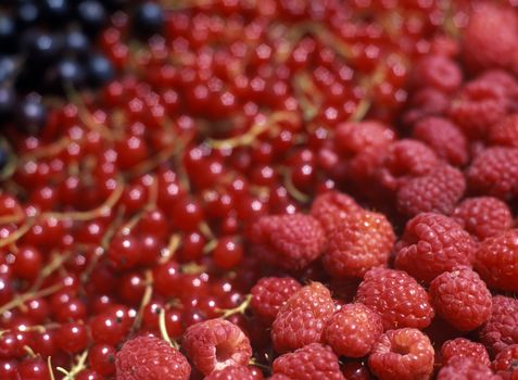 currant and raspberries