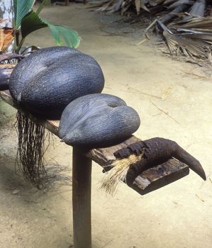 coco-de-mer, Vallée de Mai, Praslin, Seychelles