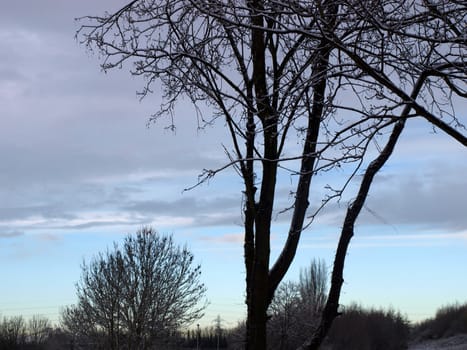 sky and trees