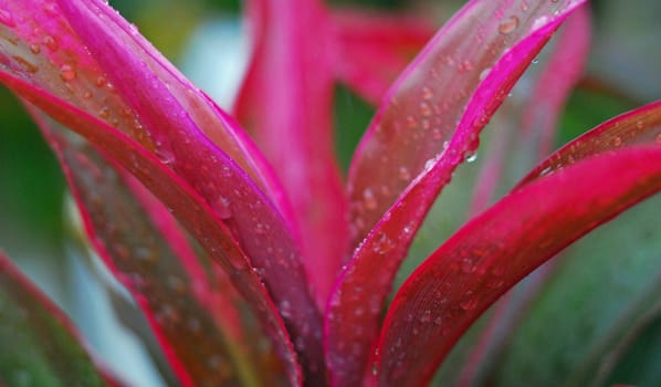 raindrops on a purple hawaiin plant in the rainforest
