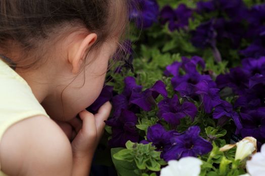 Little girl smelling beautiful purple petunias. Shallow depth of field.