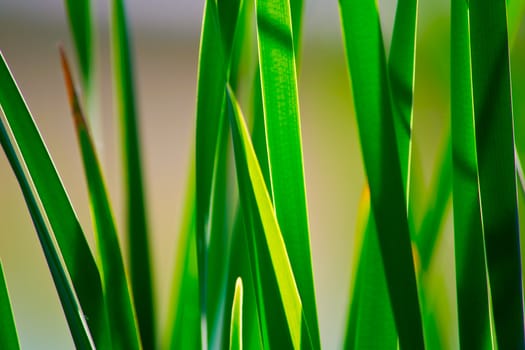 Spring nature background with grass and blue sky in the back