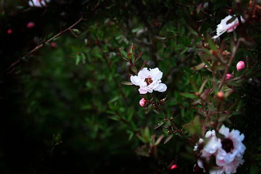 Flowers dismissed on bushes which form a green hedge.