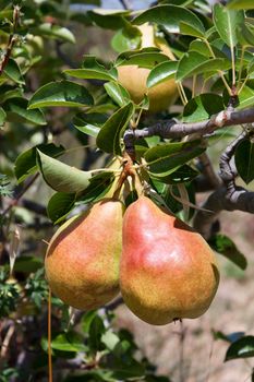 Tasty pears on the tree, close-up view