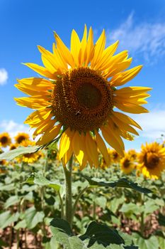 field of sunflowers under a July sun